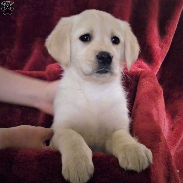 Veronica, Golden Labrador Puppy